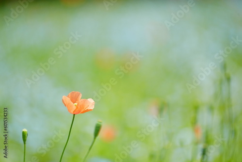 poppies in the field