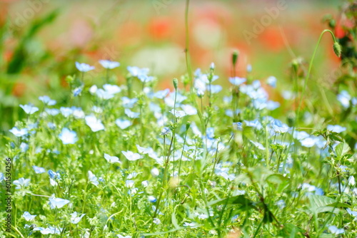 Fototapeta Naklejka Na Ścianę i Meble -  meadow with flowers