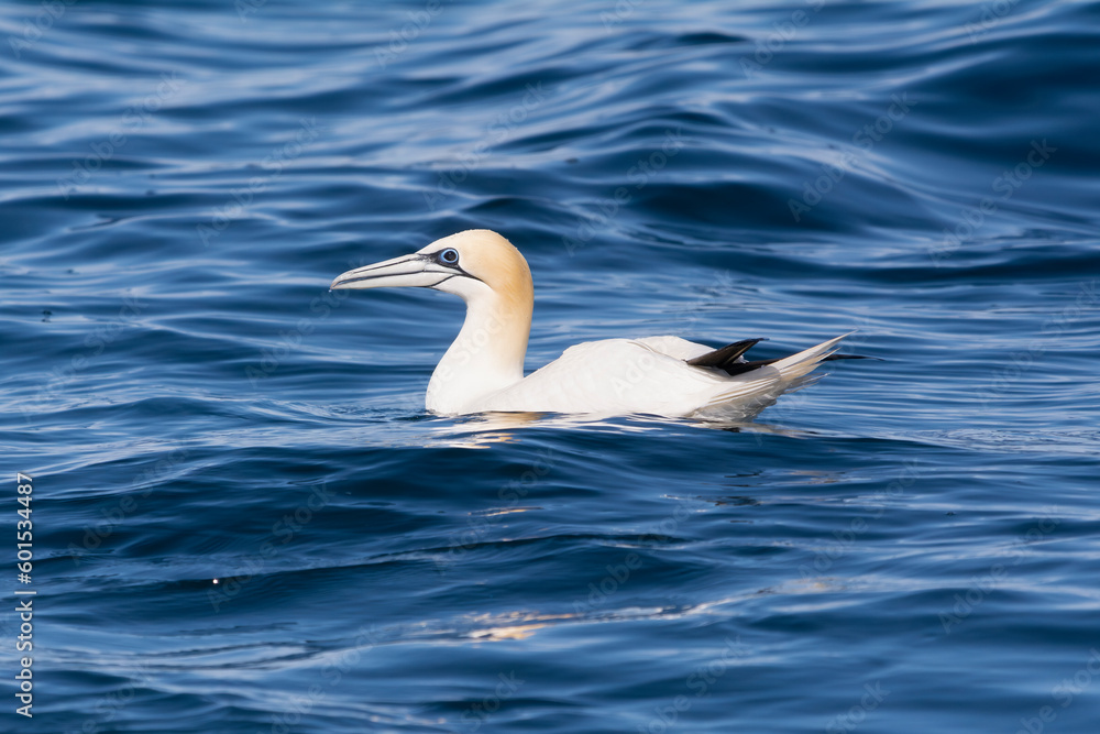 Northern gannet - Morus bassanus floating in blue sea water. Photo from nearby Baltimore in Ireland.