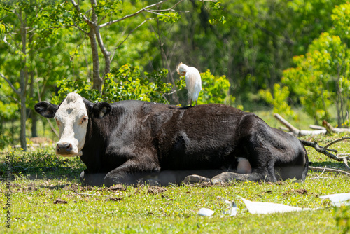 Cattle egret on cattle