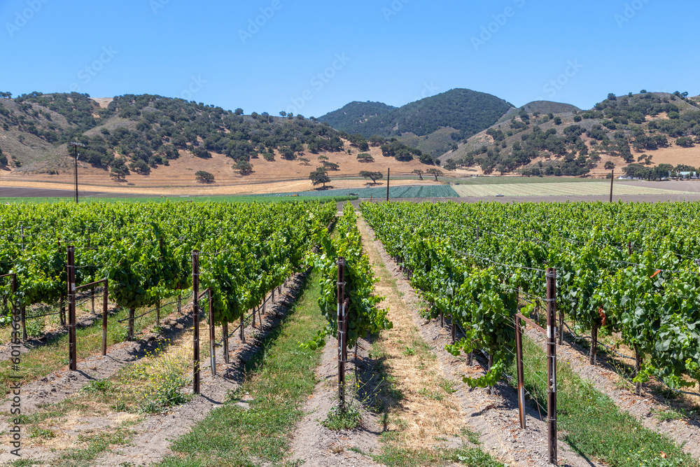 vineyard in California in Napa valley, USA