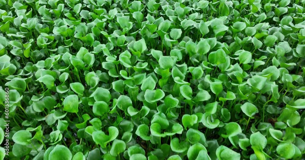 Green water hyacinth in pond Green water hyacinth in pond