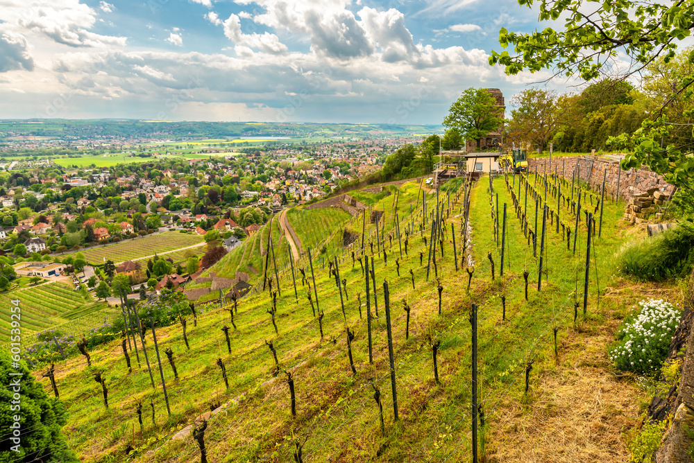 Vineyards of Saxony on the slopes of Radebeul in spring. Panoramic view of Radebeul on a cloudy day