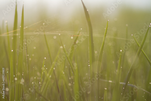 Photo of a Tetragnatha spider web on a rice plant in the morning. photo