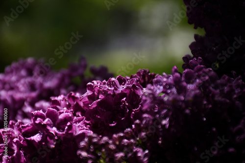 Bouquet of purple lilacs on a cloudy day