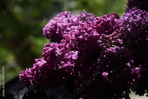 Bouquet of purple lilacs on a cloudy day