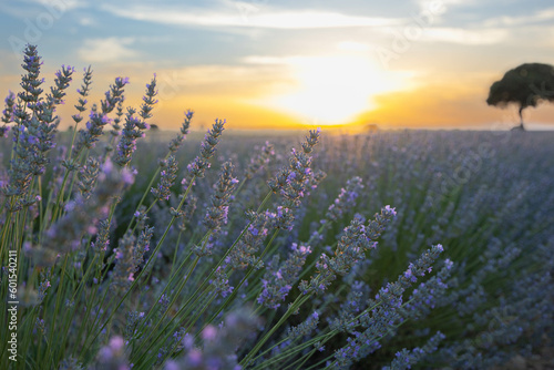 lavender field and tree at sunset  with sun and lavender plants