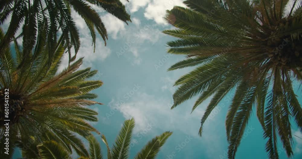 Palm trees bottom up view with blue sky on the background. Beach on tropical island. Palm trees bottom up view with blue sky on the background. Beach on tropical island.