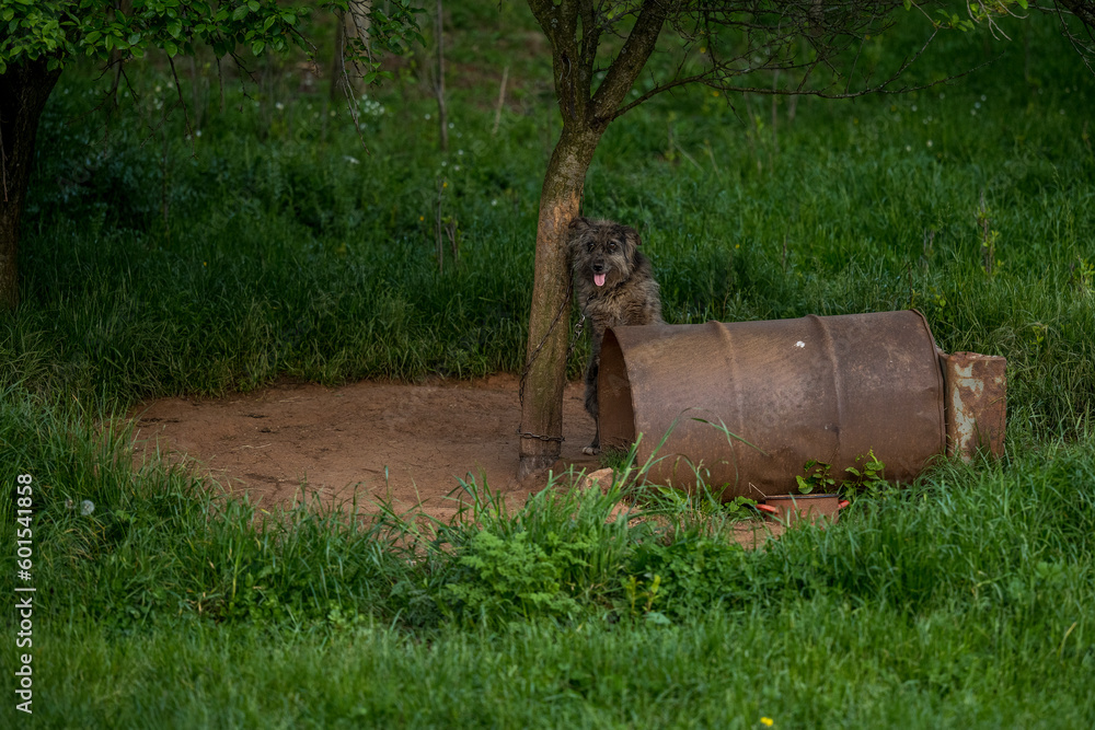 A shaggy country dog ​​poses for a photographer. The ambient environment in which the village dog lives. A dog chained to a tree looks sadly at the photographer taking his picture.