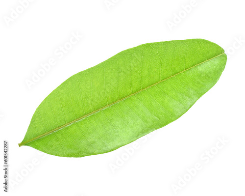 sapodilla leaf tree transparent png
