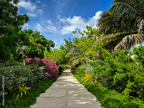 View of a path with a lush vegetation leading to Camana Bay, a waterfront place, Grand Cayman, Cayman Island