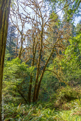 Sunlight through the Redwoods in Redwood National Park