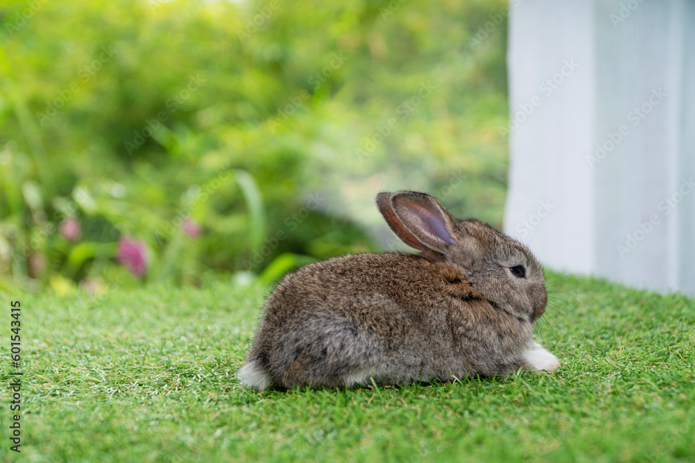 Fluffy curiosity rabbit bunny sitting green grass in spring summer background. Infant dwarf bunny brown white rabbit playful on lawn with white background. Cute animal furry pet concept. Fluffy curiosity rabbit bunny sitting green grass in spring summer background. Infant dwarf bunny brown white rabbit playful on lawn with white background. Cute animal furry pet concept.