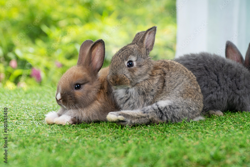 Cuddly furry rabbit bunny sitting and playful together on green grass over natural background. Lovely little bunny brown grey rabbit cleaning body with family on grass. Easter newborn mammal pet famil Cuddly furry rabbit bunny sitting and playful together on green grass over natural background. Lovely little bunny brown grey rabbit cleaning body with family on grass. Easter newborn mammal pet famil