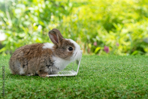 Adorable baby rabbit bunny with small laptop sitting on the green grass. Lovely infant rabbit white brown bunny looking at notebook screen on lawn natural background. Easter fluffy animal pet concept.