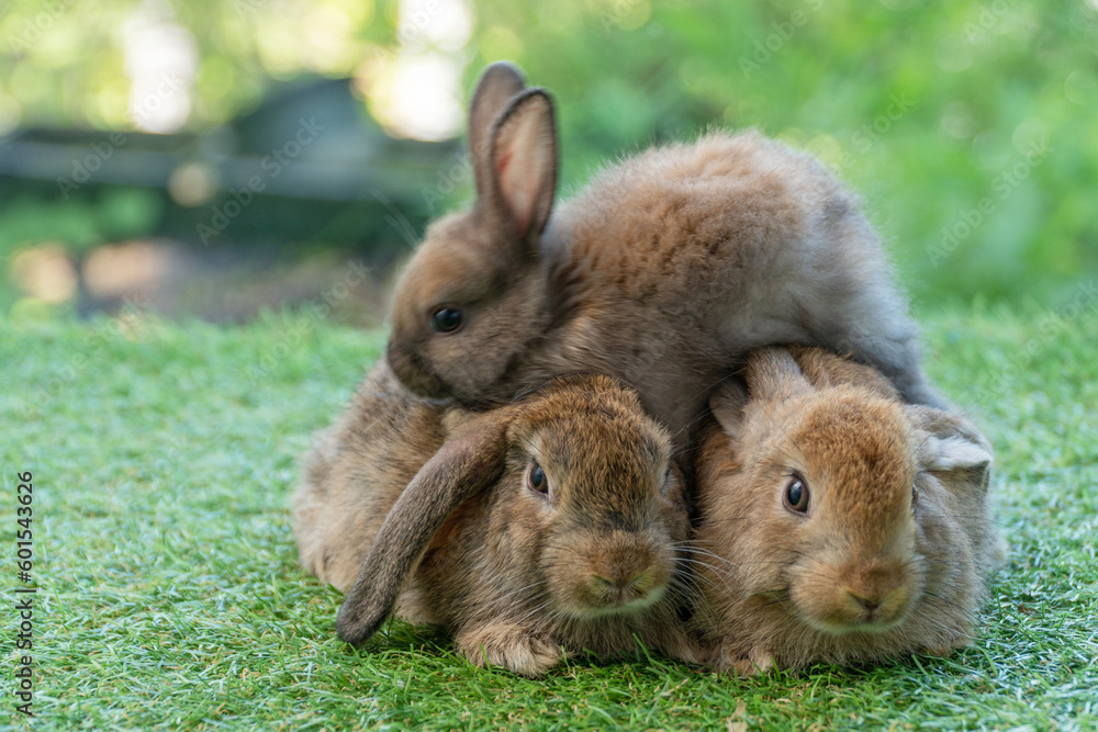 Cuddly furry rabbit bunny brown with family sitting and playful together on green grass over natural background. Group of family baby bunny spring time on lawn. Easter newborn bunny family pet concept Cuddly furry rabbit bunny brown with family sitting and playful together on green grass over natural background. Group of family baby bunny spring time on lawn. Easter newborn bunny family pet concept