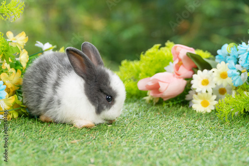 Lovely rabbit ears bunny cleaning leg paw on green grass with flowers over spring time nature background. Little baby rabbit white grey bunny curiosity clean paw sitting on meadow summer background.