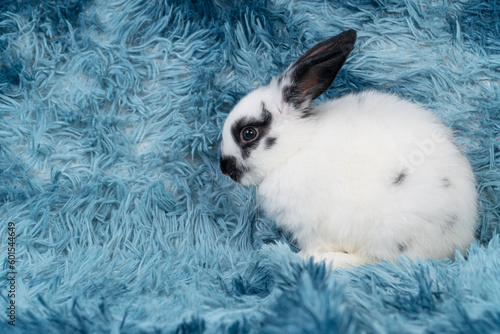 Lovely healthy baby rabbit ear bunny sitting playful on blue background. Little tiny furry black white infant bunny bright eyes rabbit watching something on carpet blue background. Easter animal pet.