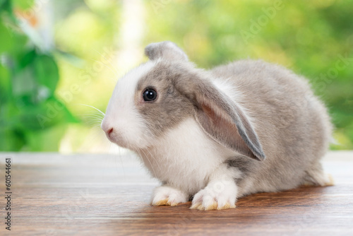 Lovely baby rabbit furry bunny looking something sitting alone on wooden over blurred green nature background. Adorable little bunny ears rabbit playful on green spring time. Easter animal concept.