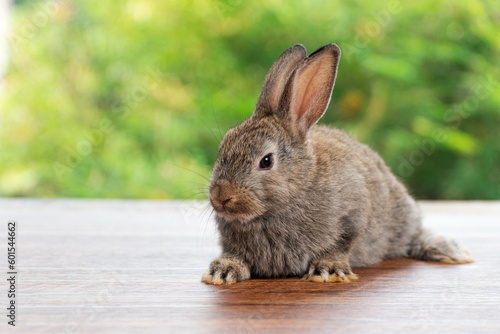 Lovely baby rabbit furry bunny looking something sitting alone on wooden over blurred green nature background. Adorable little bunny ears rabbit playful on green spring time. Easter animal concept.