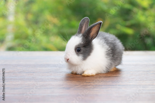 Lovely rabbit ears bunny cleaning leg paw on green grass with flowers over spring time nature background. Little baby rabbit white grey bunny curiosity clean paw sitting on meadow summer background.