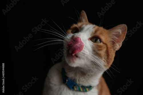 cat portrait sticking out tongue
