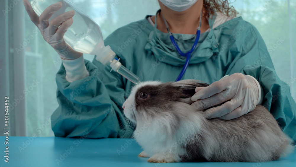 Veterinarian wear gloves carry saline bottle care sick rabbit wound
