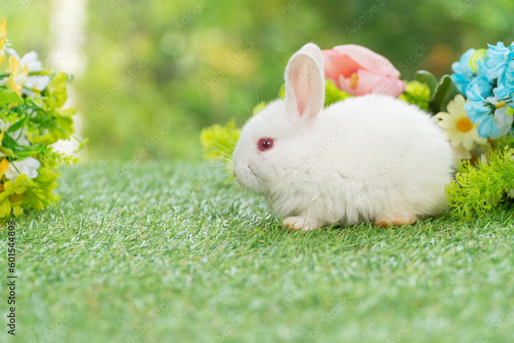 Curiosity lovely baby rabbit bunny sitting on green grass over flowers background. Adorable white rabbit furry bunny sitting playful on green grass with flowers on spring time background.Easter animal