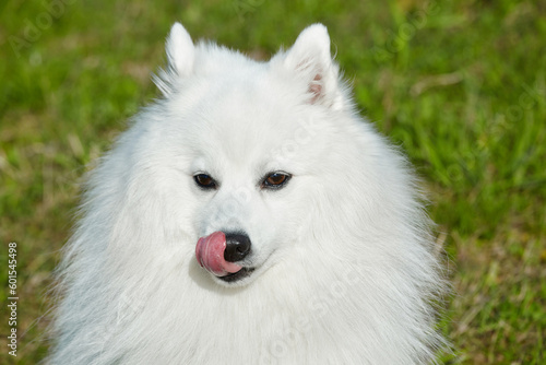 purebred white japanese spitz licks his tongue. portrait young playful dog