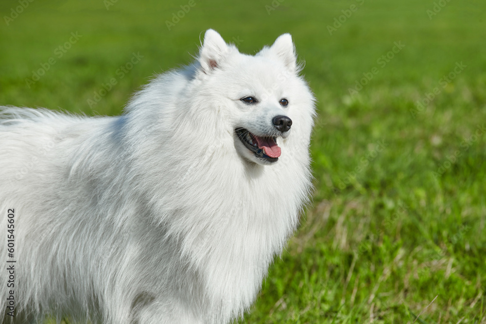 purebred white japanese spitz in spring against a background of grass. portrait of a young playful dog