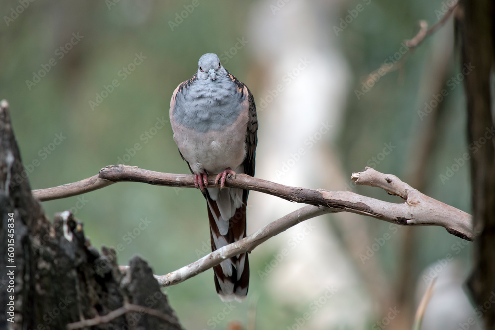 the bar shouldered dove is perched on a tree the bar shouldered dove is perched on a tree