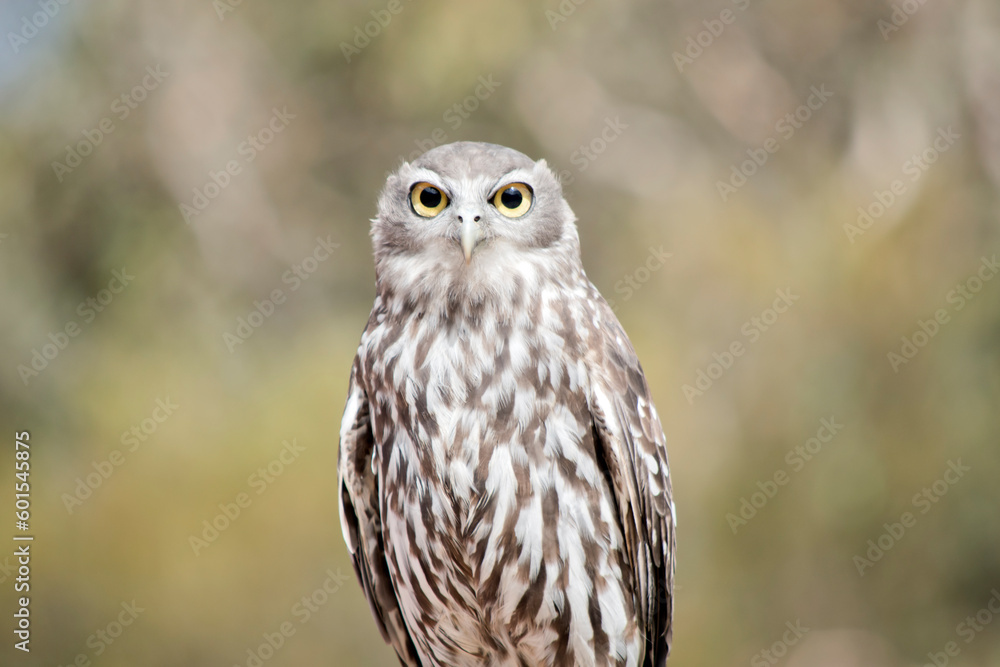 this is a close up of a barking owl