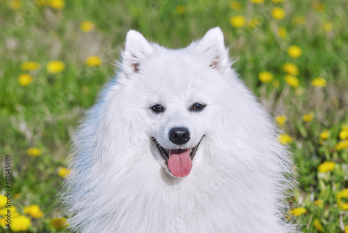 purebred white japanese spitz smiles while looking at the camera. portrait young playful dog close-up