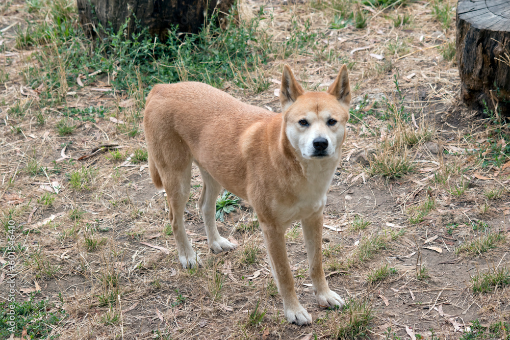 the golden dingo is looking out for danger the golden dingo is looking out for danger