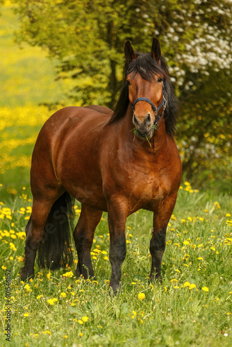 Portrait of a bay brown south german draft horse coldblood gelding on a pasture in spring outdoors