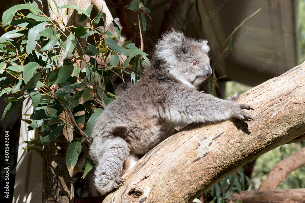 Fototapeta premium the koala is climbing up a eucalyptus tree