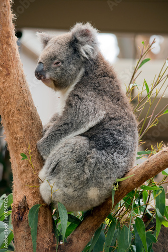 this is a close up of a koala on a tree © susan flashman