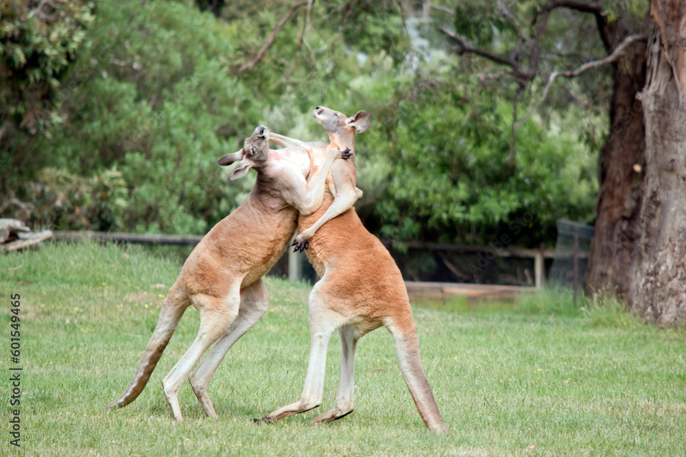 the male red kangaroos body is a shade of red fur his head is grey with a white muzzle, they are the tallest kangaroo