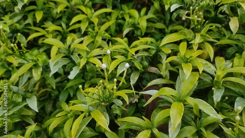 Green golden rembosa ornamental plant