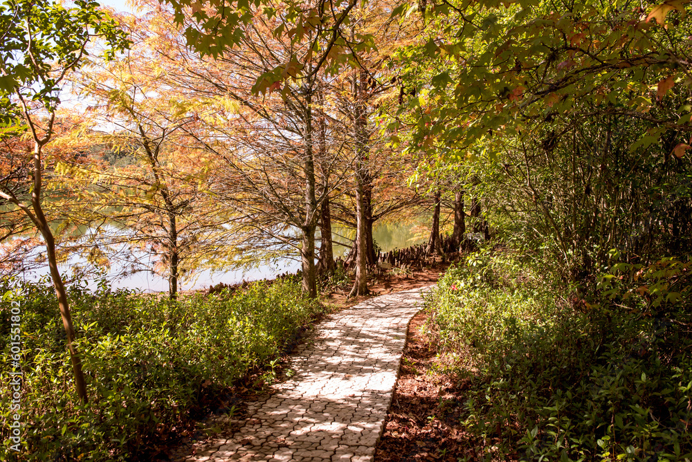 Nature in autumn, walk in the middle of nature, light through the trees