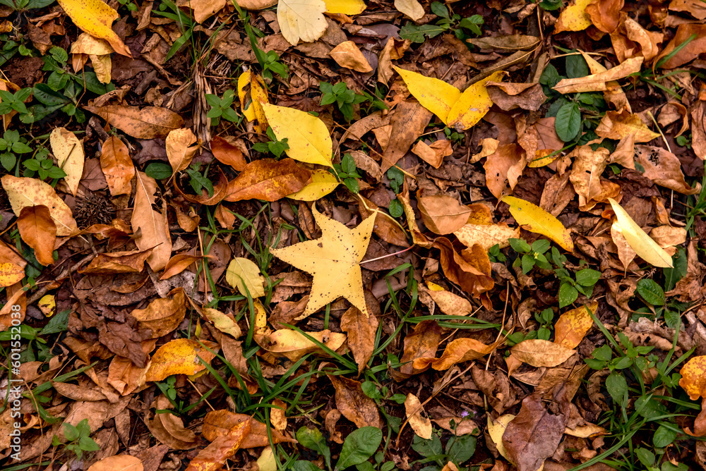 Textured background of fallen autumn leaves, yellow and green leaves Textured background of fallen autumn leaves, yellow and green leaves