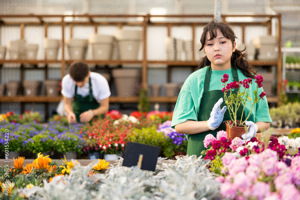 Skilled focused young Asian female florist in apron caring about potted Mathiola Incana flowers in greenhouse