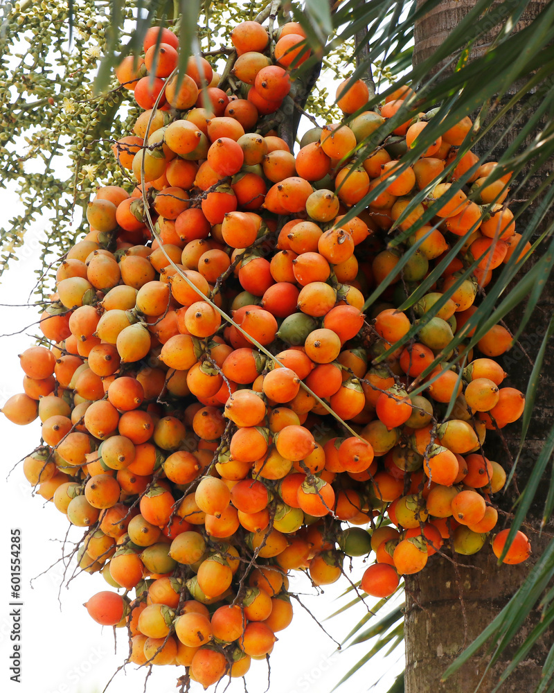 Areca catechu Common names areca nut palm, betel nut palm, Indian nut