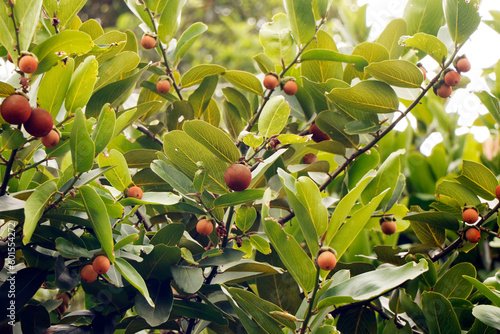 Diospyros peregrina (EBENACEAE) common names are Gaub persimon, Indian persimon, Malabar Ebony, Gaab  or gabtree, Riber Ebony, Wild Mangosteen Panachi, Panancha, Vananji.