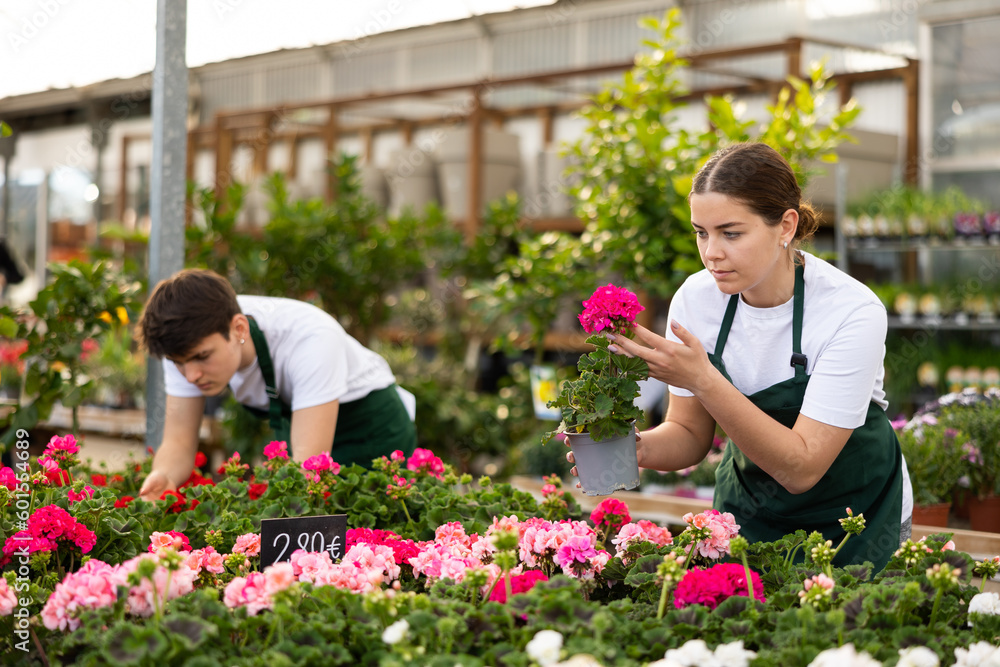 Skilled young female florist engaged in cultivation of potted ornamental plants in greenhouse, checking colorful flowering geraniums