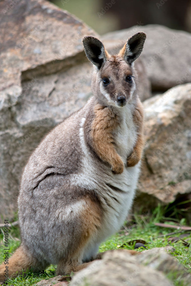 the yellow footed rock wallaby has a grey body with tan arms and a white chest and a long tail the yellow footed rock wallaby has a grey body with tan arms and a white chest and a long tail