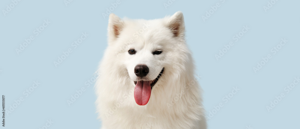 Cute Samoyed dog on light blue background