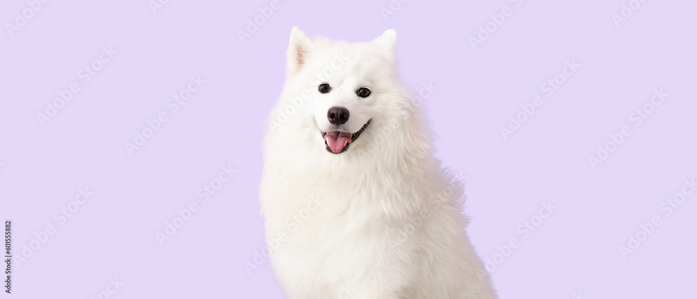 Cute Samoyed dog on lilac background