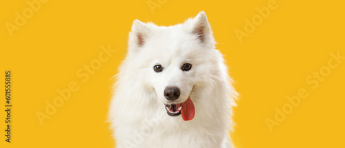 Cute Samoyed dog on yellow background