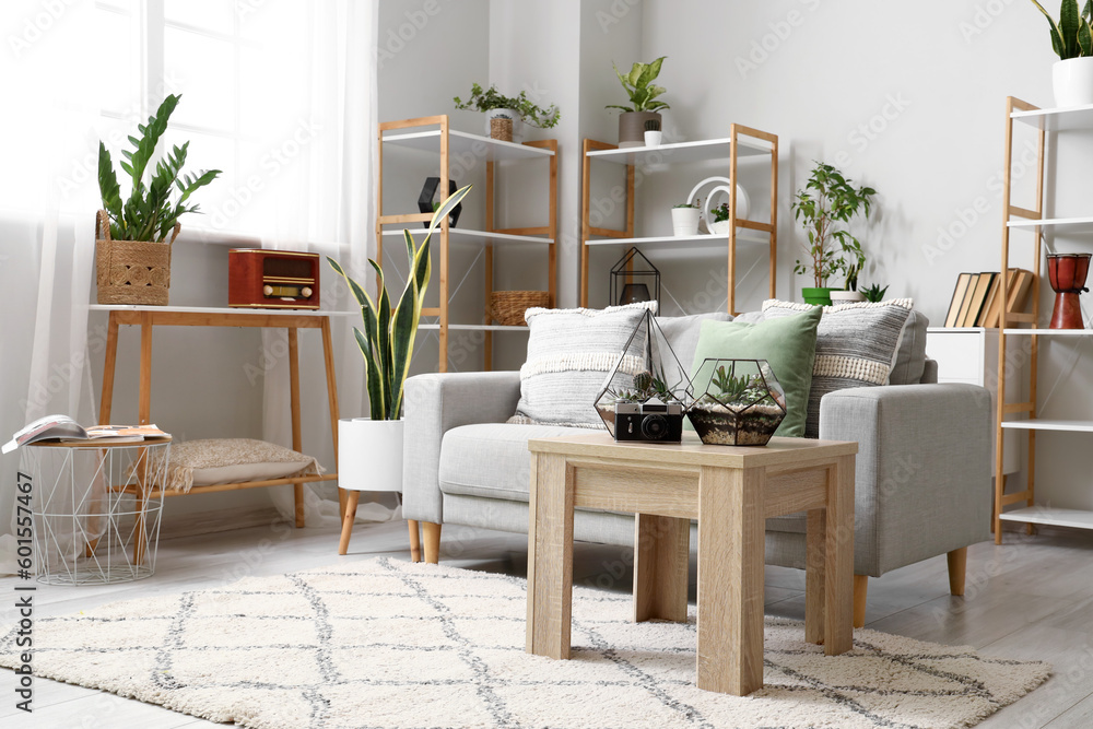 Fototapeta premium Interior of light living room with sofa, florariums and houseplants